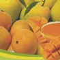 предлагаем концентрат пюре манго Индия. в Санкт-Петербурге